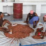 groundnuts_MFC (22)