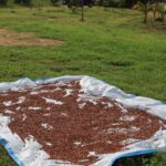 groundnuts_MFC (23)